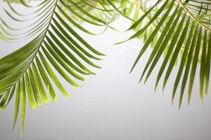 Hoja verde de palmera y sombras sobre un muro de hormigón fondo blanco. foto