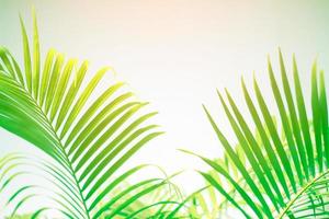 colorful color palm leaves with shadow on wall concrete background.Silhouette abstract tropical leaf natural pattern for summer design .Soft image backdrop. photo