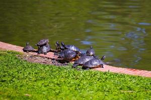 tortugas junto a un estanque foto