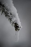 pino de hoja perenne de navidad cubierto de nieve fresca foto