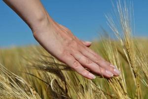 Hand in wheat field photo