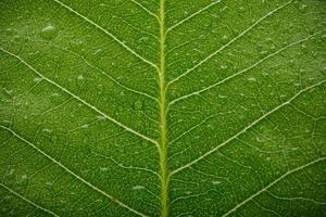 Structure of green leaves with water drop macro shot isolate on white background photo