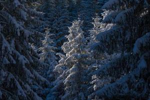 winter landscape in forest at sunset photo