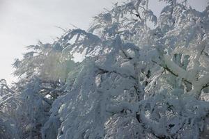 nieve fresca en las ramas foto