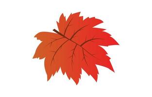 Old maple leaves. Red leaves represent autumn. vector maple leaf isolated on white background. fall concept