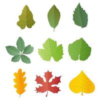 Leaves set in realistic style. Autumn leaf. Colorful vector illustration isolated on white background.
