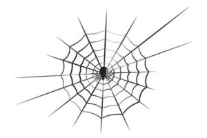 Web and spider. Element designfor Happy Halloween. Vector illustration