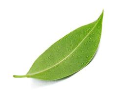 Fresh green leaves with water drop macro shot isolate on white background photo