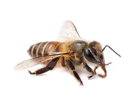 Aislamiento de abeja de miel sobre fondo de pancarta blanca, productos de abeja por concepto de ingredientes naturales orgánicos foto