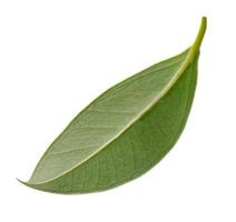 Fresh green leaves macro shot isolate on white background photo