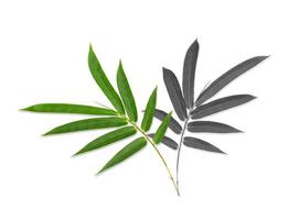 patrón de hojas de bambú verde y negro aislado sobre fondo blanco foto