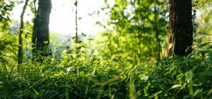 Nature background,leaf grass and green trees background photo