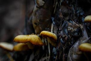 Beautiful yellow wild mushrooms can be dangerous if ingested. photo