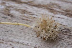 Early morning dandelion seeds that receive rain are ready to continue propagating into new saplings. photo