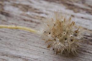 Early morning dandelion seeds that receive rain are ready to continue propagating into new saplings. photo