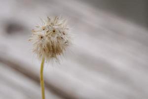 Early morning dandelion seeds that receive rain are ready to continue propagating into new saplings. photo