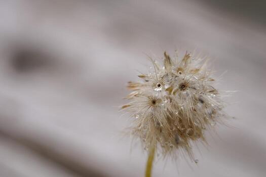 Early morning dandelion seeds that receive rain are ready to continue propagating into new saplings. photo