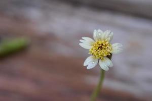 un primer plano de una flor de hierba con una gota de lluvia, un primer plano de una flor de hierba a distancia resalta los detalles. foto