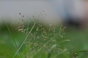 A very small flower in the front yard growing as a grass seed. photo