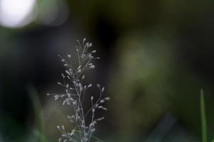 una flor muy pequeña en el patio delantero que crece como una semilla de hierba. foto