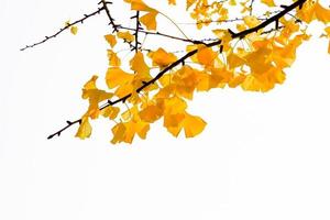 hojas amarillas de ginkgo biloba en otoño sobre fondo blanco foto