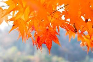 Red maple leaves nature background photo