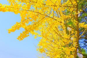 Yellow ginkgo biloba leaves in autumn on sky background photo