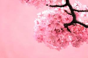 color pastel suave, flor de cerezo o flor de sakura en el fondo borroso de la naturaleza en la mañana un día de primavera foto