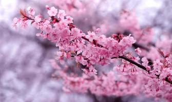 color pastel suave hermosa flor de cerezo sakura floreciendo con desvanecimiento en flor de sakura rosa pastel, plena floración una temporada de primavera en japón foto