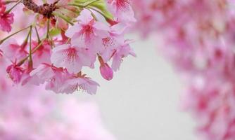 Soft pastel color ,Cherry Blossom Sakura full bloom  beautiful on pink background a spring day photo