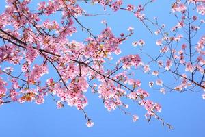 flor de cerezo sakura flor rosa contra el cielo azul hermoso en el fondo foto