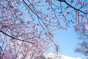 Beautiful cherry blossom sakura blooming against blue sky full bloom spring season in japan photo