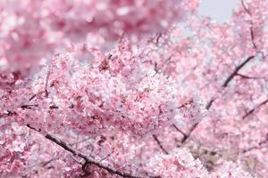 blurred of Soft pastel color Cherry Blossom Sakura full bloom a spring season in japan photo