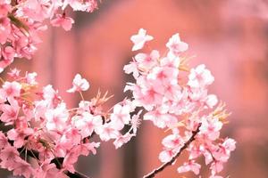 enfoque suave flores de cerezo rosa sakura en Japón en el fondo foto