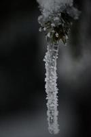 christmas evergreen pine tree covered with fresh snow photo