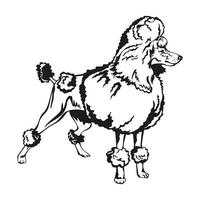 Decorative Poodle vector illustration