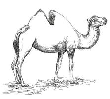 Pencil hand drawing Camel vector illustration