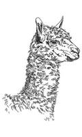 Lama vector hand drawing Illustration