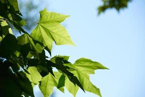 Green leaves view photo