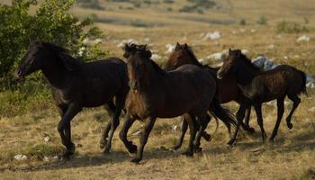 Wild horses outside photo