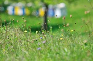 bee home at meadow photo