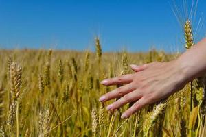 hand in wheat field photo