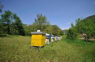 bee home at meadow photo