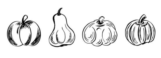 conjunto de varias calabazas. elementos de acción de gracias y halloween para el diseño. vectorial, ilustración. vector