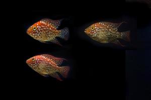 Red Texas Cichlids photo