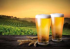 Cold beer with wheat on wooden table. Glasses of light beer with barley and the plantations background. photo