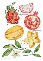 acuarela elementos de frutas tropicales vector