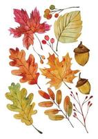 leaves fall elements watercolor hand draw vector