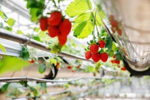 The hydroponics strawberry at greenhouse hydroponics farm with high technology farming in close system photo