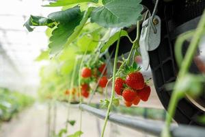 High Technology Farming in Close System with Organic hydroponic Strawberry photo